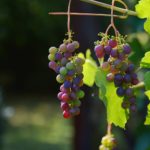Wein anbauen auf den Kanarischen Inseln