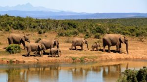 Unvergesslicher Erlebnisurlaub in Südafrika